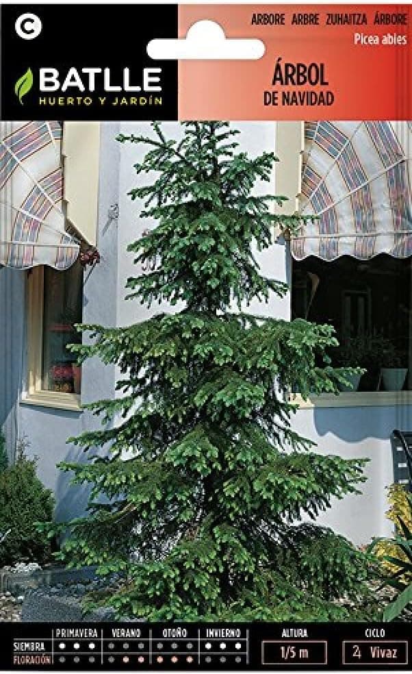 Semillas Batlle Christmas tree Spruce abies | Sementes de abeto para árvore de Natal